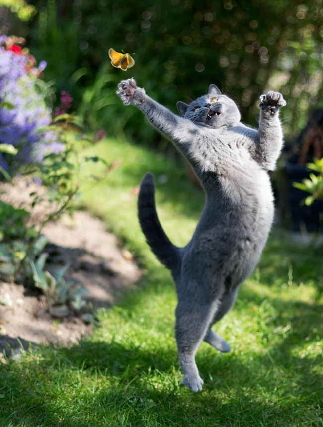 307055-R3L8T8D-650-funny-jumping-cats-51__880