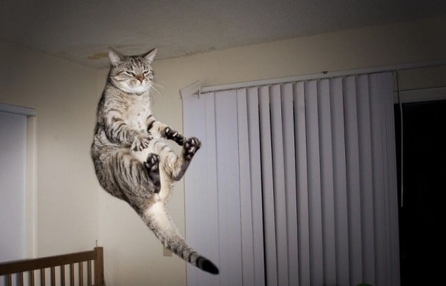 306905-R3L8T8D-650-funny-jumping-cats-102__880