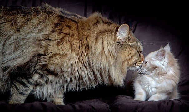 maine-coon-cats-5__605