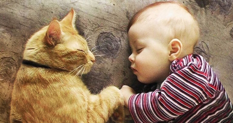 20 φωτογραφίες που αποδεικνύουν ότι τελικά οι γάτες είναι στοργικές ψυχούλες