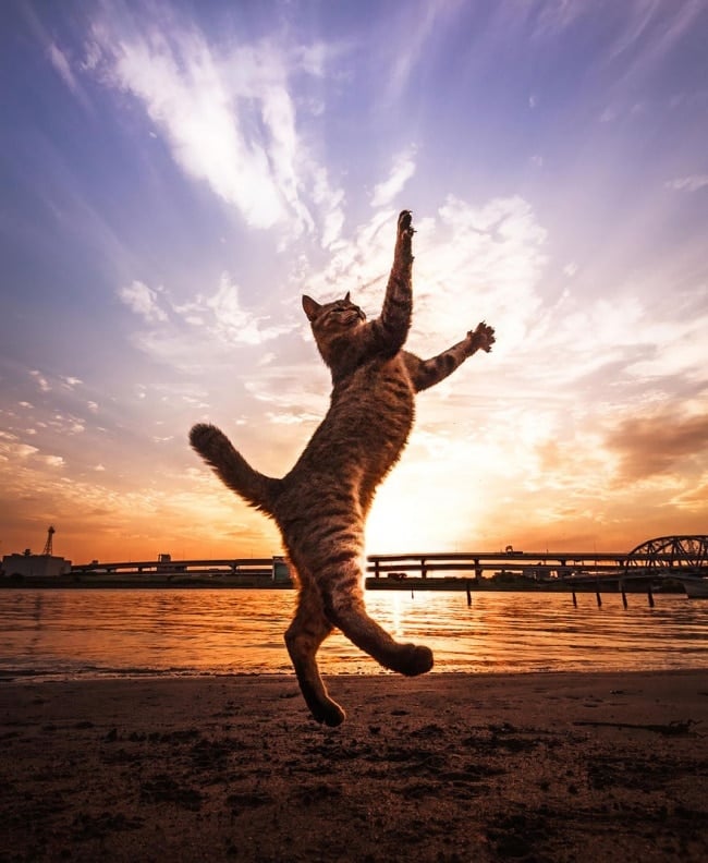 307155-R3L8T8D-650-funny-jumping-cats-91__880