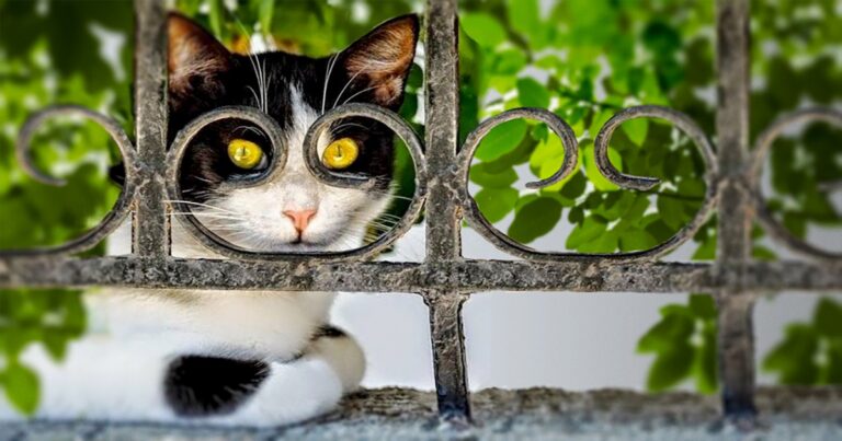 20 φωτογραφίες από γάτες, που τραβήχτηκαν ακριβώς την κατάλληλη στιγμή.