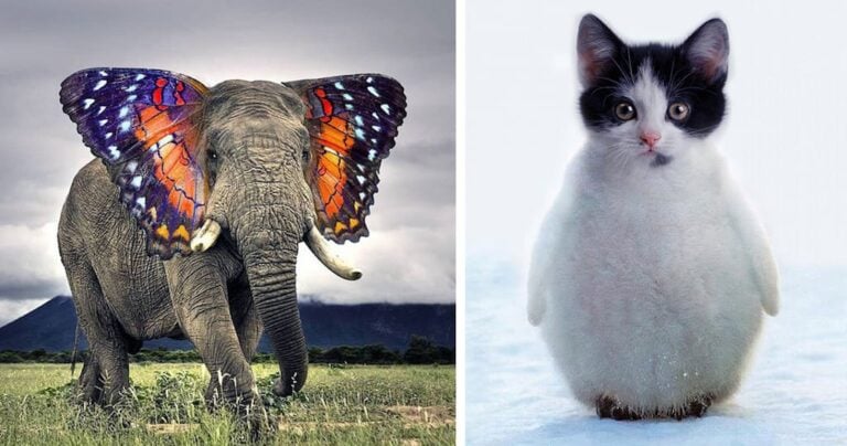 30 παράξενα υβρίδια ζώων φτιαγμένα στο… photoshop!