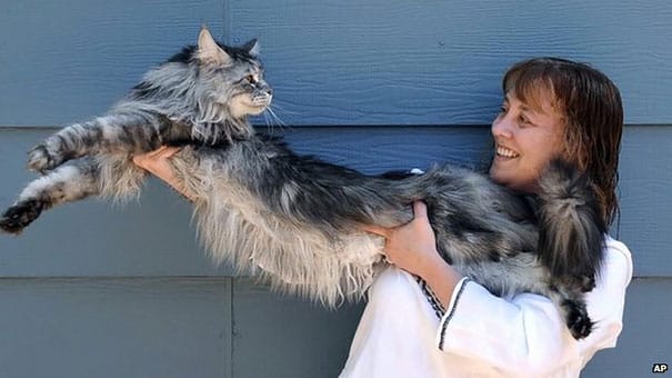 maine-coon-cats-12__605