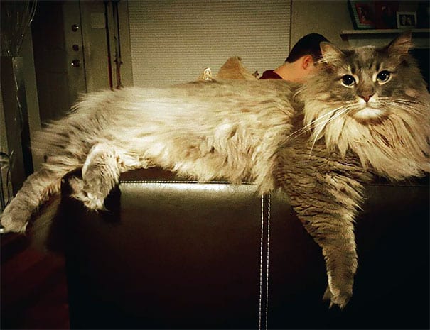 maine-coon-cats-25__605
