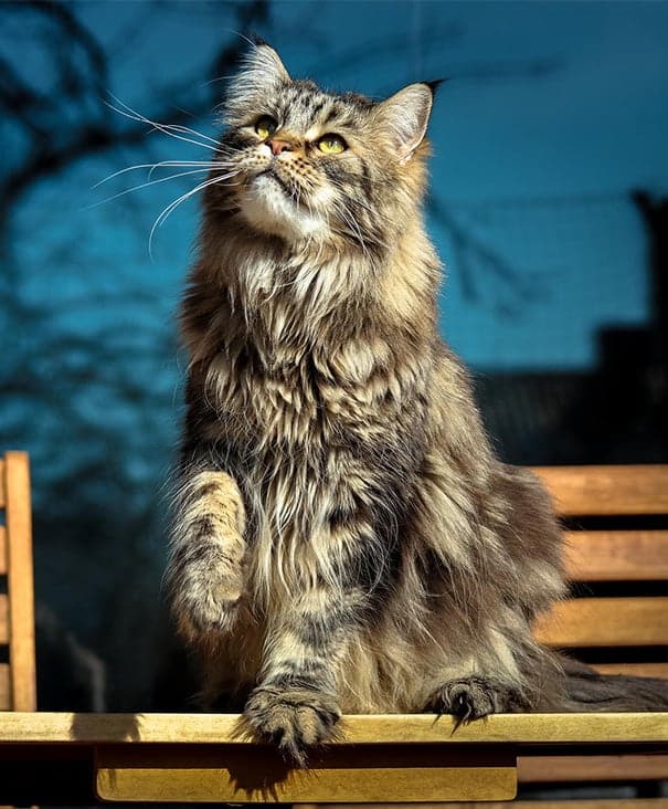 maine-coon-cats-511__605