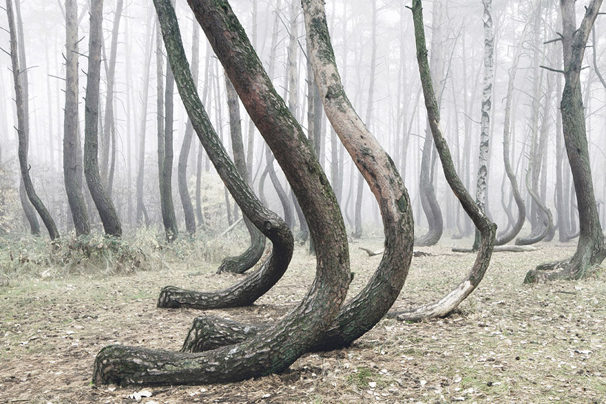 crooked-forest-krzywy-las-kilian-schonberger-poland-2