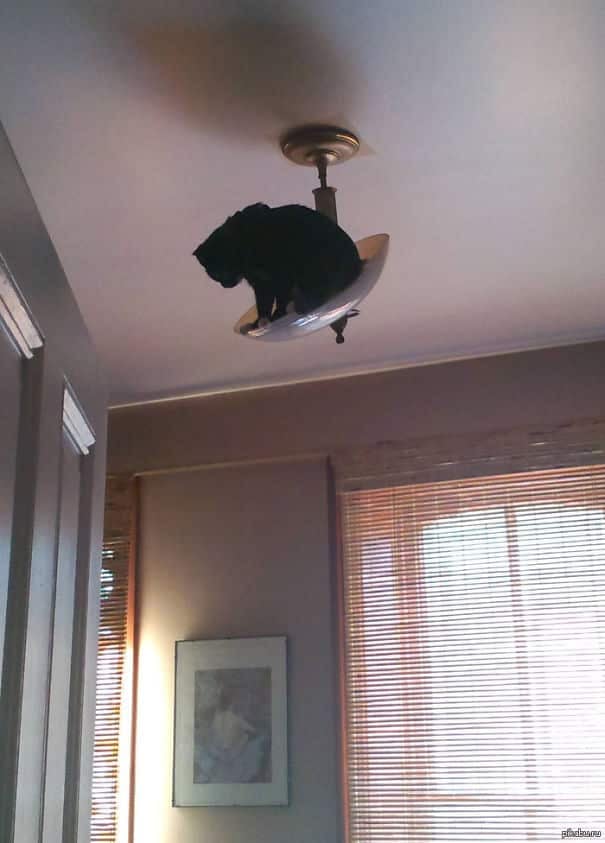 funny-cat-fails-29__605