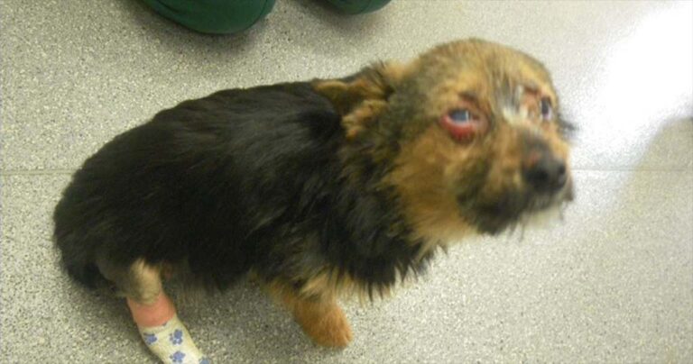 Έφηβοι διασκέδασαν βασανίζοντας ένα κουτάβι με τον πιο απάνθρωπο τρόπο.