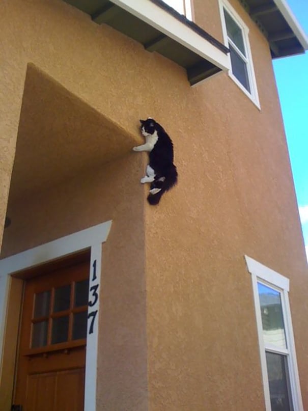 funny-cat-fails-28__605