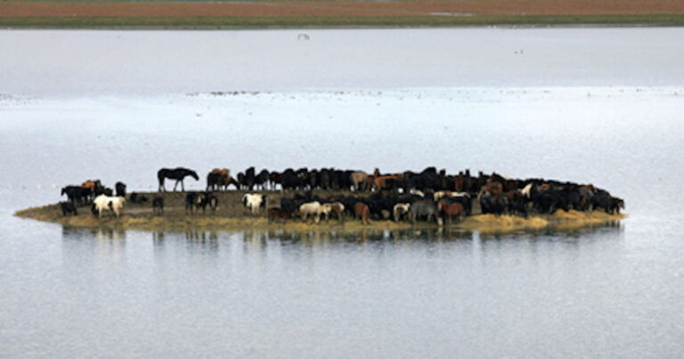 100 άλογα εγκαταλελειμμένα σε νησί σώζονται από μια ομάδα ηρωικών γυναικών