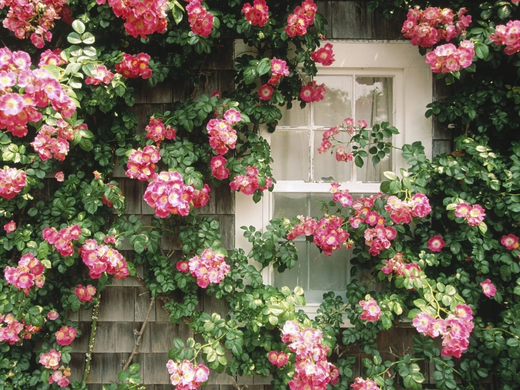 eel_flowers_leaves_lot_house_window_curtains_19406_1024x768