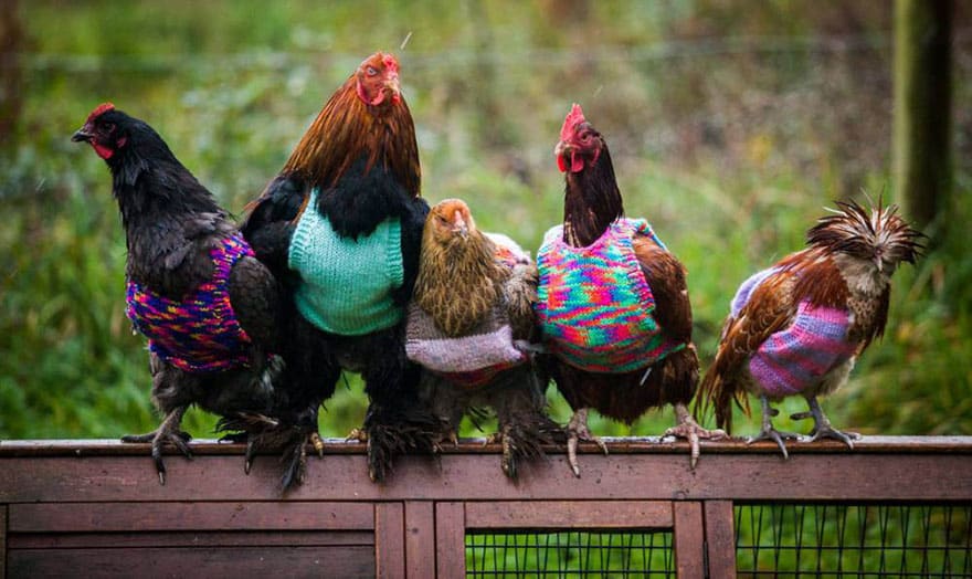 knits-tiny-chicken-jumpers-battery-hens-nicola-congdon-cornwall-61