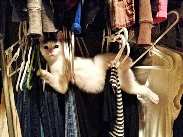 funny-cat-fails-3__605