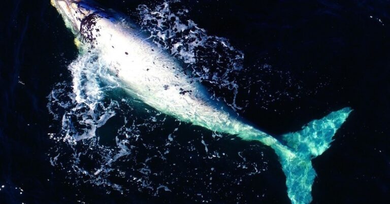 Μια εναέρια κάμερα μαγνητοσκόπησε ένα από τα πιο σπάνια θεάματα του πλάνητη…