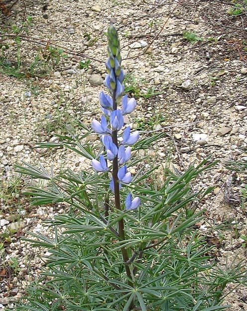 Lupinus_angustifolius_(1)