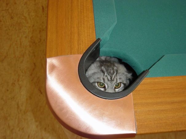 funny-cat-fails-48__605