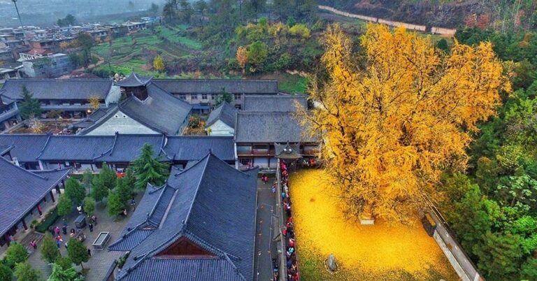 Το πιο όμορφο δέντρο του κόσμου “πνίγει” έναν Βουδιστικό ναό με τα χρυσά φύλλα του κάθε χρόνο!