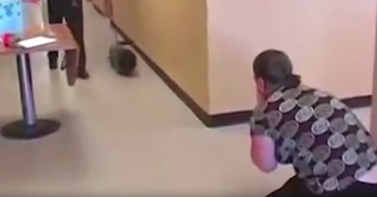 Όταν χαμένα σκυλιά επιστέφουν πίσω στους αγαπημένους τους ανθρώπους.