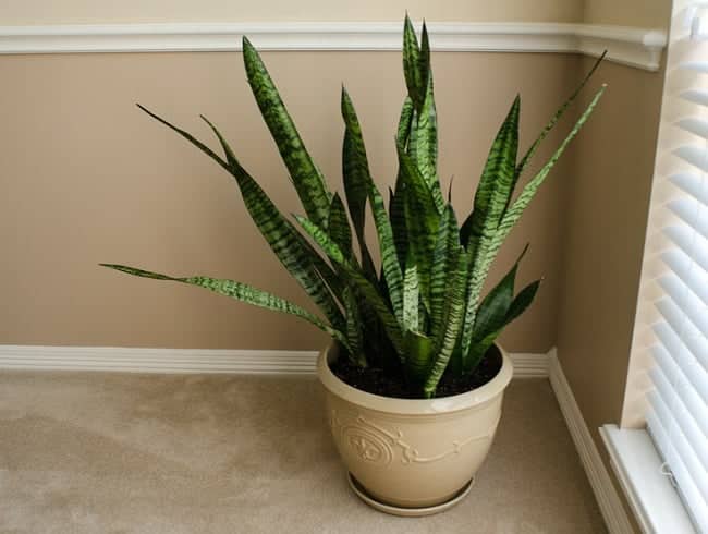 795255-650-1446202971snake-plant2.png