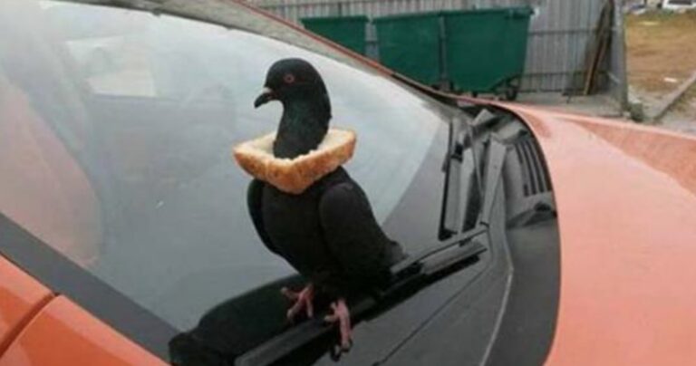 15 απίστευτες εικόνες που βλέπει κανείς μόνο στη Ρωσία!