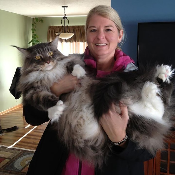maine-coon-cats-36__605