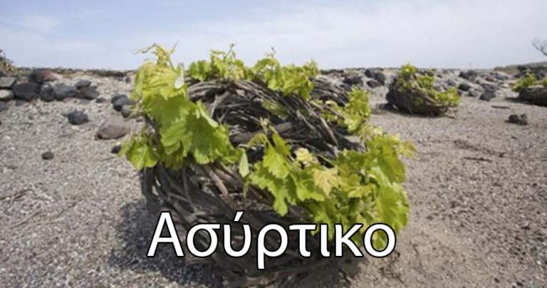 Ασύρτικο… Μια ελληνική ποικιλία με απεριόριστες δυνατότητες!