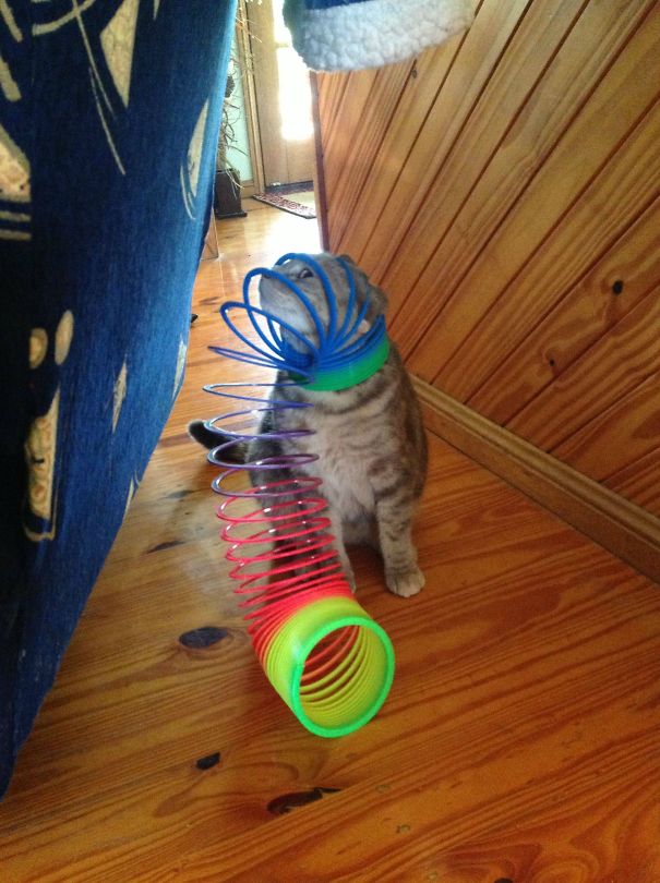 funny-cat-fails-7__605