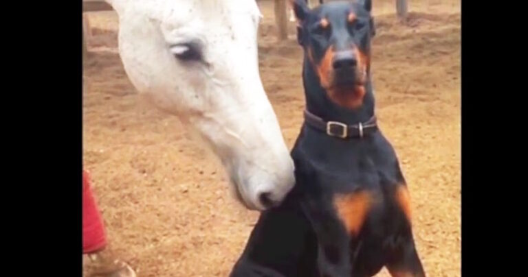 Τον ονομάζουν γητευτή των αλόγων. Κοιτάξτε τι κάνει αυτός ο σκύλος.