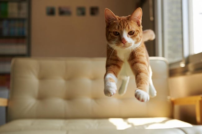 307105-R3L8T8D-650-funny-jumping-cats-71__880