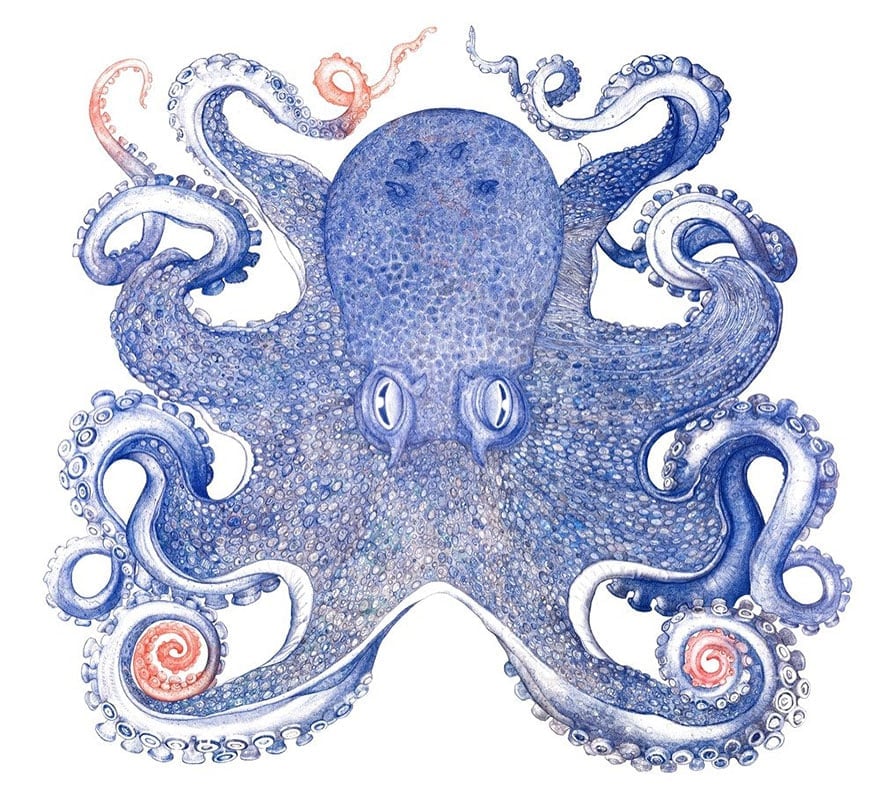 ballpoint-pen-drawing-octopus-raymond-cicin-6