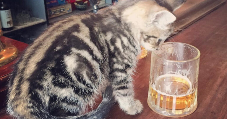 Υπάρχει μια παμπ στην Αγγλία που κάθε γατόφιλος πρέπει να επισκεφθεί!