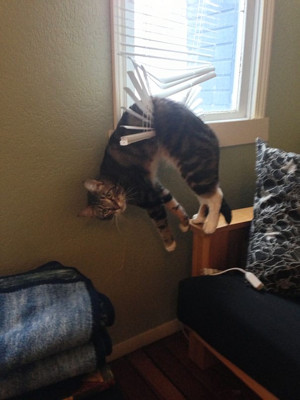 funny-cat-fails-4__605