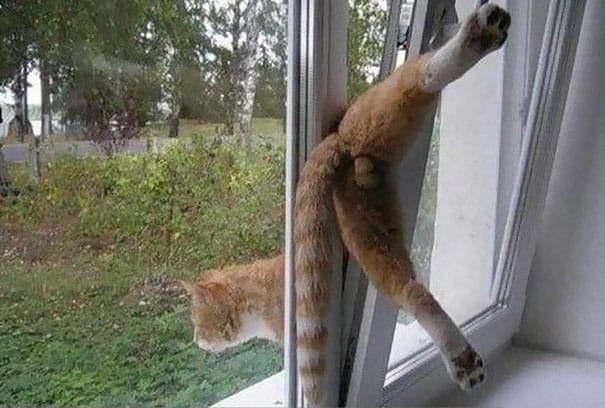 funny-cat-fails-31__605