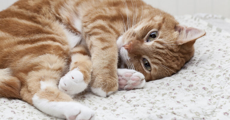 25 έξυπνες συμβουλές που κάθε ιδιοκτήτης γάτας πρέπει να γνωρίζει