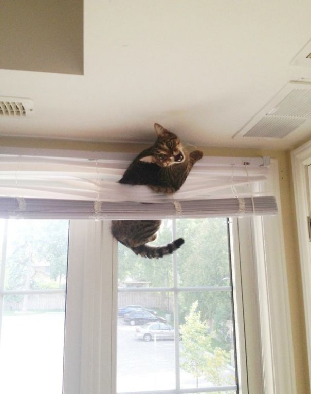 funny-cat-fails-42__605