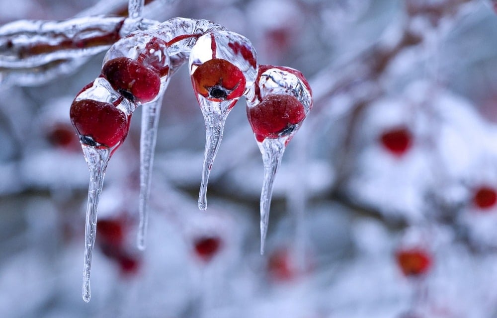 12805-1000-1446530937winter-berry-3