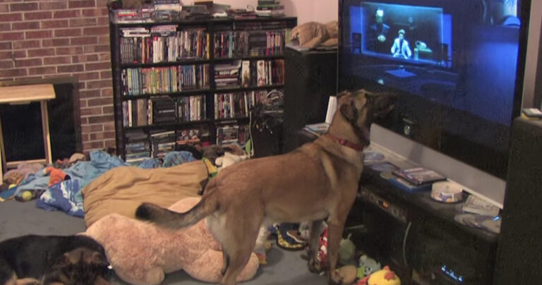 Η γυναίκα βάζει μια ταινία για να δει ο σκύλος της. Δείτε τον σκύλο όταν εμφανίζεται ο αγαπημένος του ήρωας…