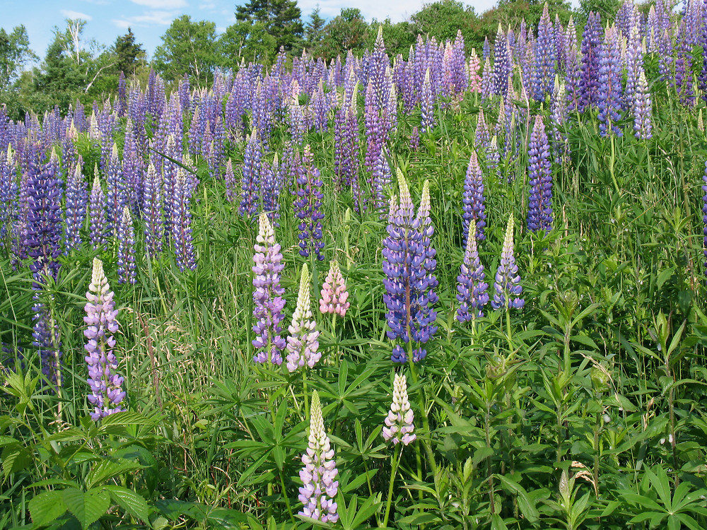 lupinus-polyphyllus-ha-mlovit-f