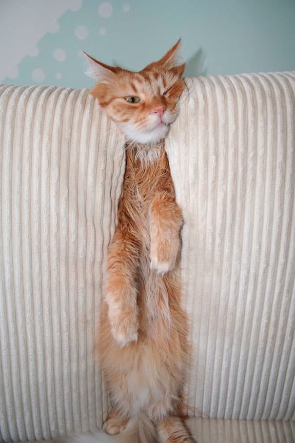 funny-cat-fails-18__605