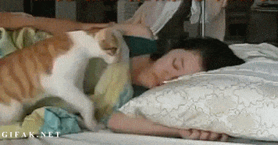 good morning wake up cat