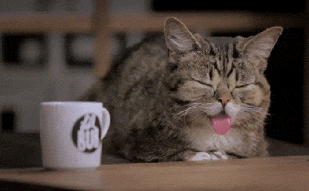 Internet Cat Video Festival wake up awake cat lil bub