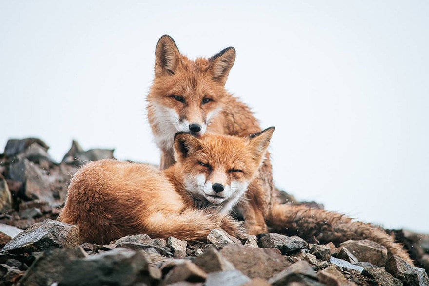 fox-photography-russian-miner-ivan-kislov-chukotka-151