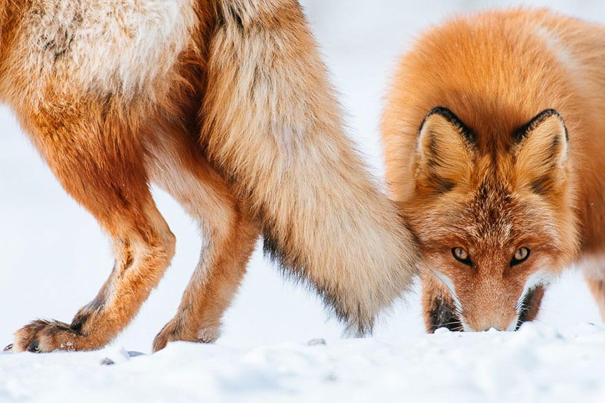 fox-photography-russian-miner-ivan-kislov-chukotka-8