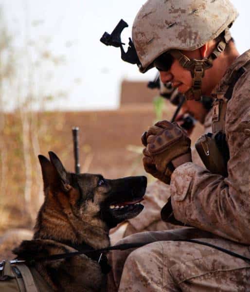hardhitting_action_photos_of_dogs_who_serve_in_the_military_640_51