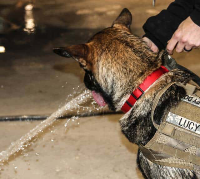 hardhitting_action_photos_of_dogs_who_serve_in_the_military_640_57