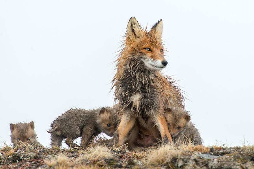 fox-photography-russian-miner-ivan-kislov-chukotka-10