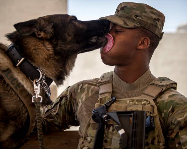 hardhitting_action_photos_of_dogs_who_serve_in_the_military_640_25
