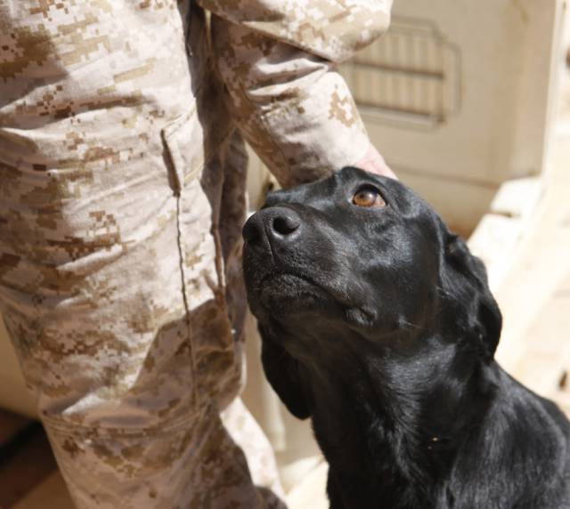 hardhitting_action_photos_of_dogs_who_serve_in_the_military_640_10