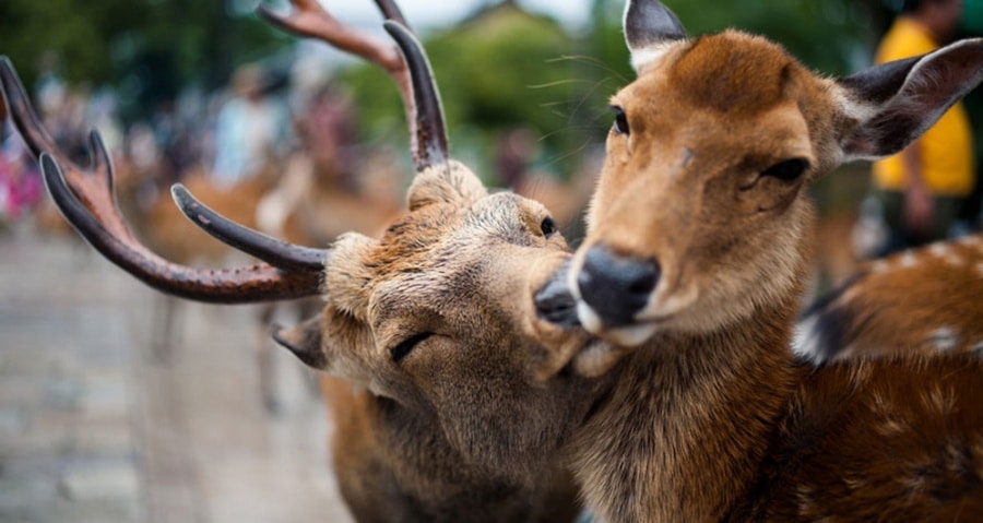 1002955-900-1449753517-14parejasdeanimales4998mf